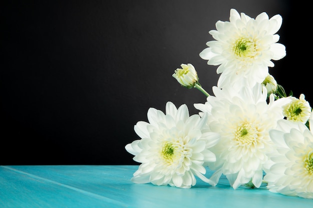 Side view of white color chrysanthemum flowers lying isolated on black background with copy space