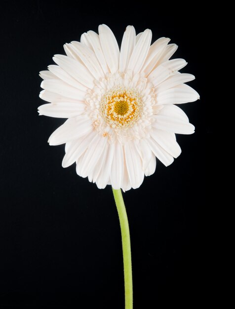 Вид сбоку белого цвета цветка герберы на черном фоне