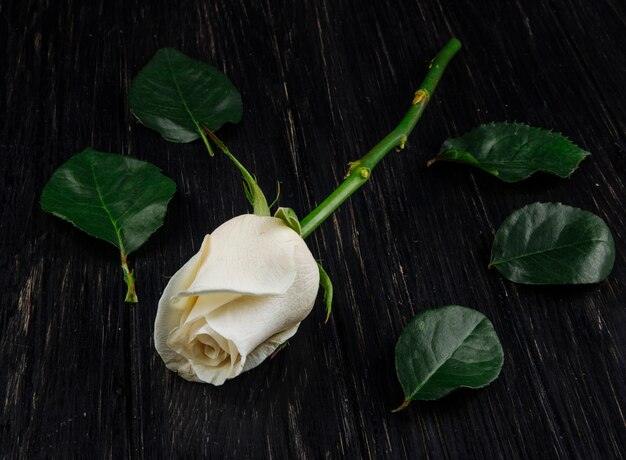 Side view of white color rose with green leaves isolated on dark wooden background