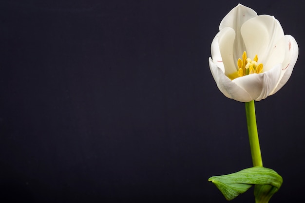 Вид сбоку цветок тюльпана белого цвета, изолированные на черном столе с копией пространства