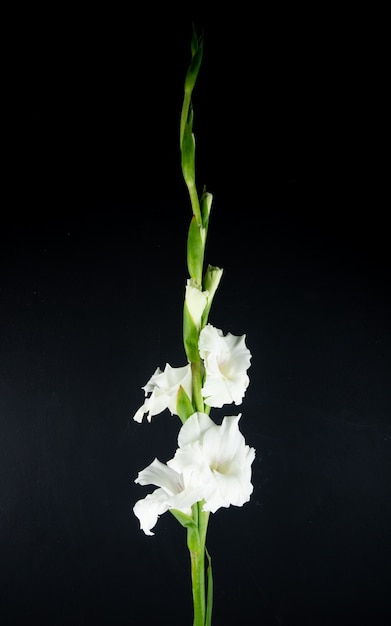 Side view of white gladiolus flower isolated on black background