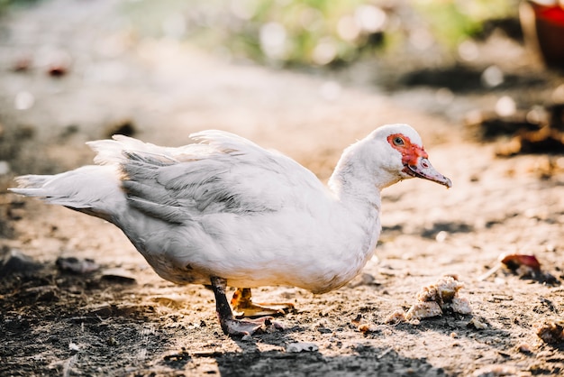 지상에 흰 muscovy 오리의 모습