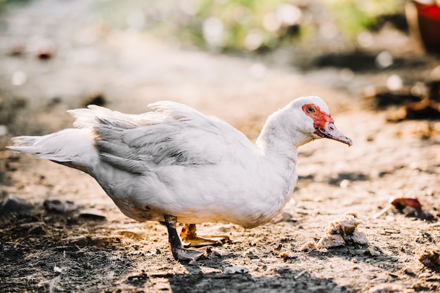 Side view of white muscovy duck on the ground