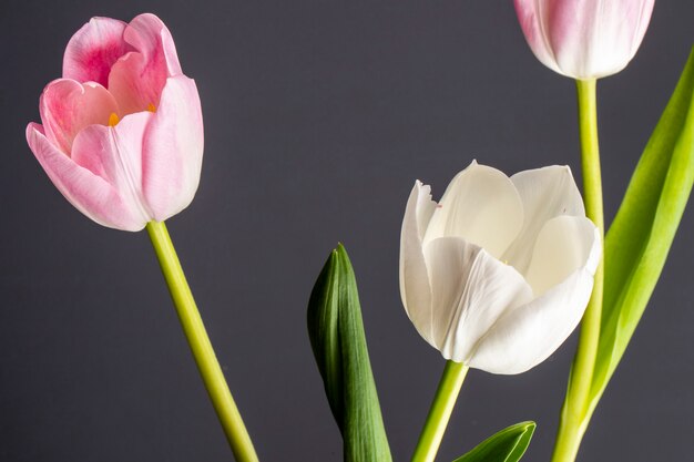 Вид сбоку белых и розовых цветных тюльпанов, изолированных на черном столе