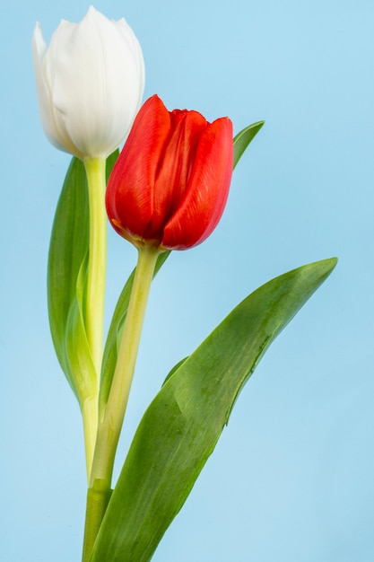 Side view of white and red color tulips on blue table