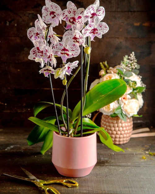 ピンクの植木鉢に満開の白と鮮やかなピンクの胡蝶蘭の花の側面図