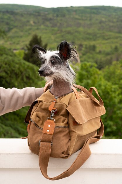 Side view woman carrying dog in bag