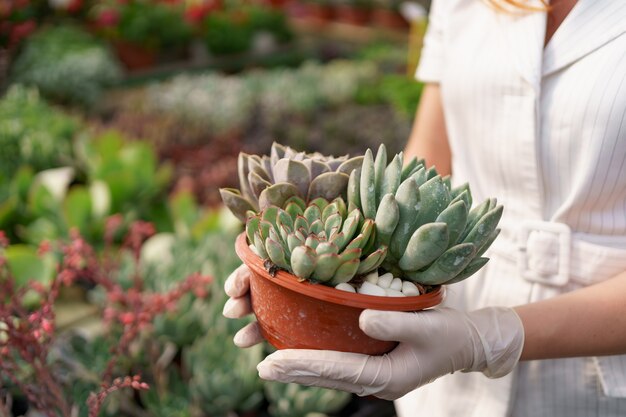 Вид сбоку на руки женщины в резиновых перчатках и белой одежде, держащей суккуленты или кактус в горшках с другими зелеными растениями