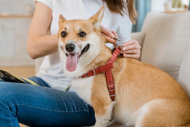 Side view of woman putting harness on dog