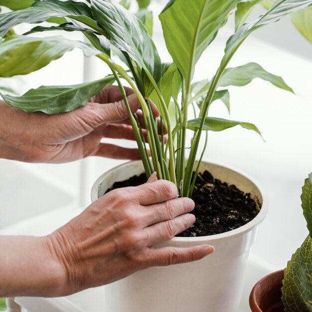 鉢植えの屋内植物の世話をしている女性の側面図