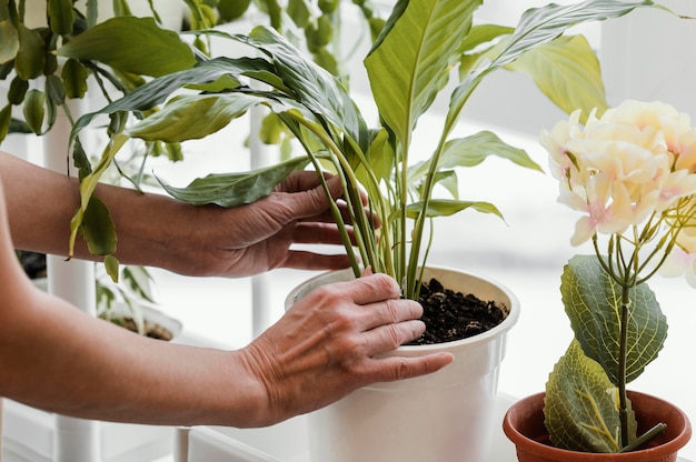 屋内植物の世話をしている女性の側面図