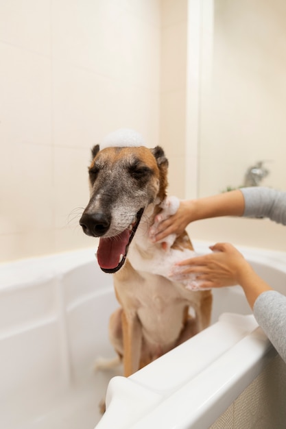 Free photo side view woman washing  dog