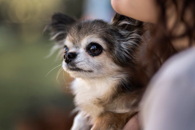 Side view woman with cute chihuahua dog