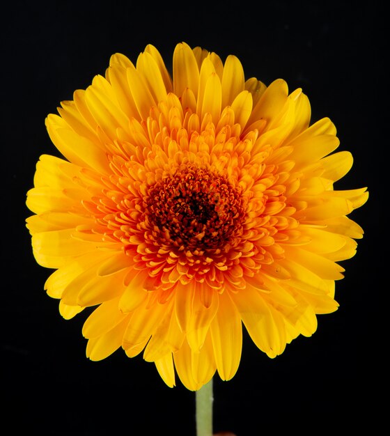Вид сбоку желтого цвета цветка герберы на черном фоне
