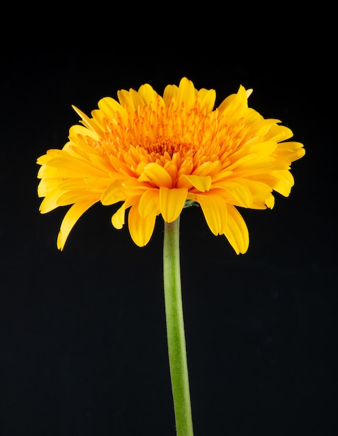 Vista laterale del fiore giallo della gerbera di colore isolato su fondo nero