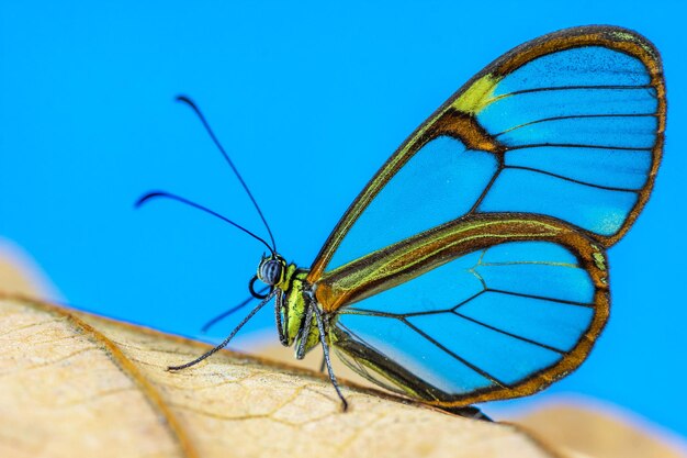 Желтая бабочка-парусник с полупрозрачными крыльями на сухом листе, вид сбоку