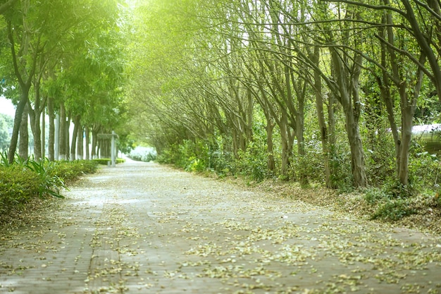 Free photo sidewalk covered  with dry leaves