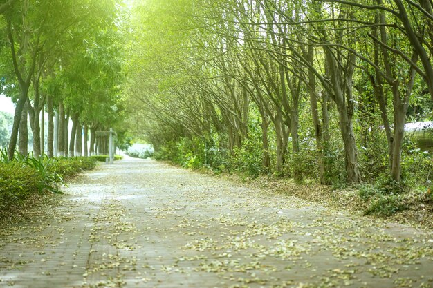 Sidewalk covered  with dry leaves