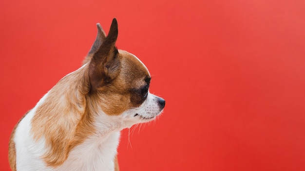Sideways chihuahua dog with red copy space background
