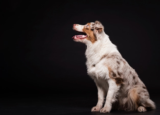 Free photo sideways cute dog sitting