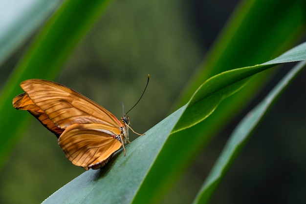 Боком нежная оранжевая бабочка