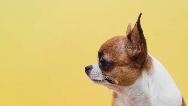 Боком портрет собаки смотрит в сторону желтый фон