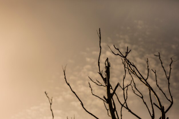 劇的な空を背景の裸の木のシルエット