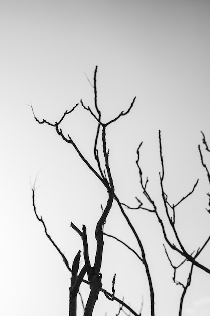 Silhouette of bare tree against sky