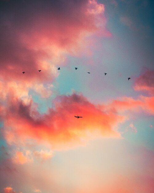 Silhouette of birds flying