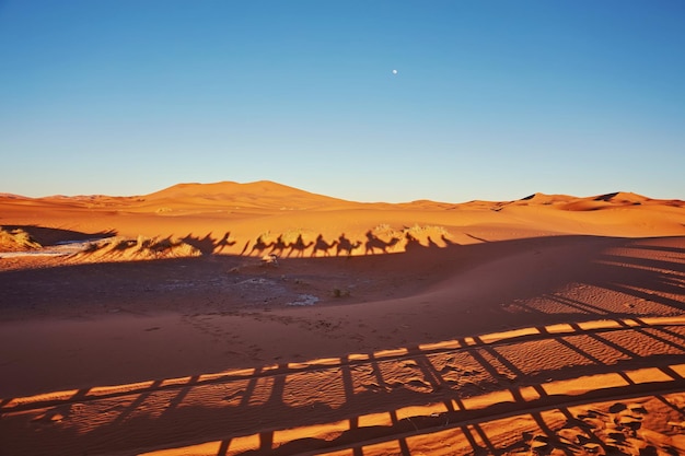 Silhouette of camel caravan in big sand dunes of Sahara desert Merzouga Morocco