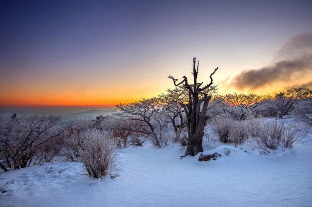 枯れ木のシルエット、冬の徳牛山国立公園の日の出の美しい風景、韓国