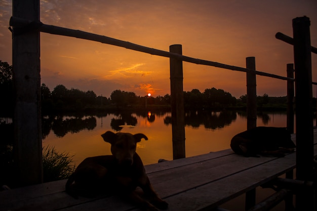 Foto gratuita lago di sagoma tramonto natura cane