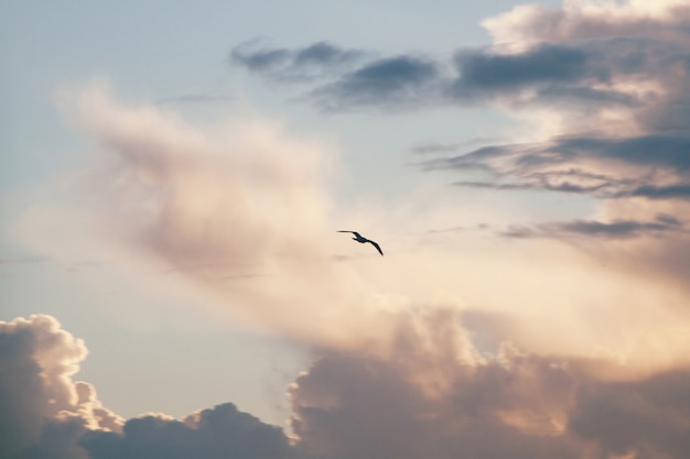 Silhouette of a flying bird with a cloudy sky