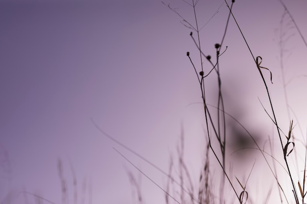 Silhouette of Grass During Sunset – Free Download