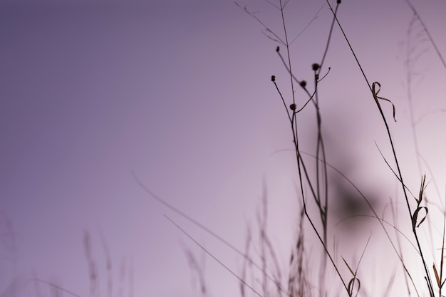 Silhouette of grass during sunset