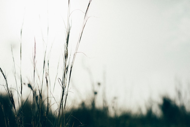 Free photo silhouette of grass