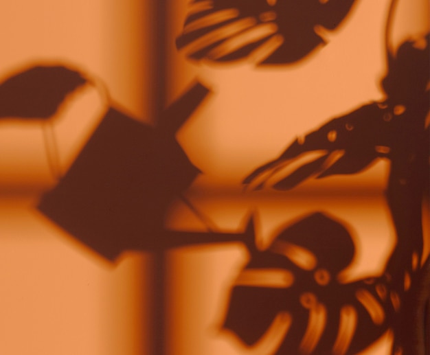 silhouette of interior plant on the wall