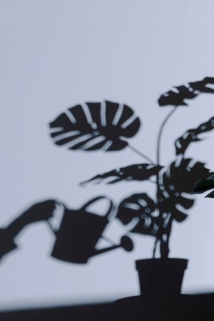 silhouette of interior plant on the wall