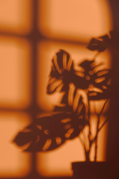Бесплатное фото Силуэт внутреннего растения на стене