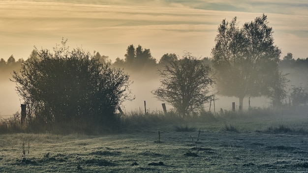 日の出時に濃い霧に覆われた木のシルエット