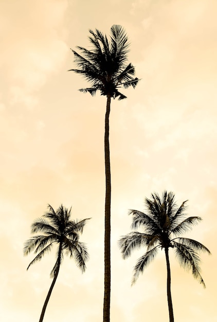 Silhouette palm tree on the beach and sea around beautiful luxury swimming pool in sunset - Vintage Filter and Boost up color Processing