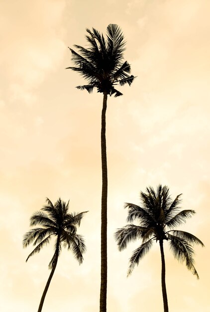 Silhouette palm tree on the beach and sea around beautiful luxury swimming pool in sunset - Vintage Filter and Boost up color Processing