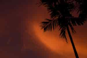 Free photo silhouette of a palm tree with a scenery of sunset and an orange sky