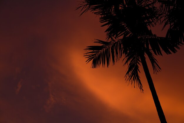 Силуэт пальмы с пейзажем заката и оранжевым небом