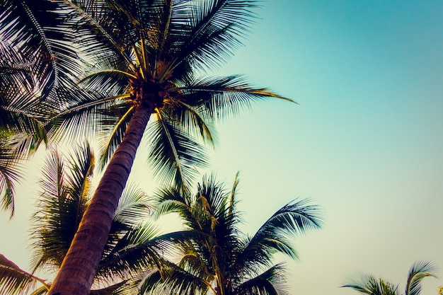 Free photo silhouette palm tree with sunset