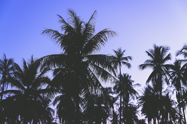 Silhouette palm tree