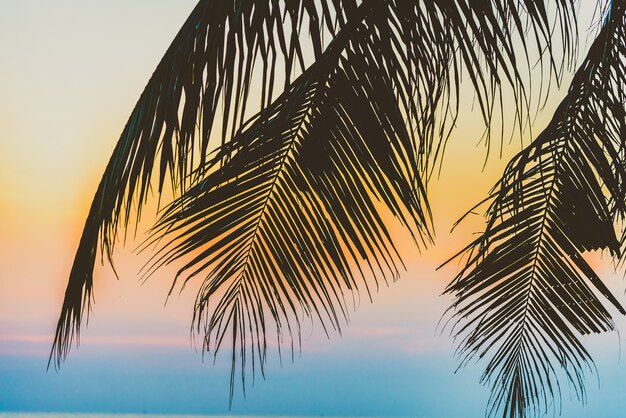 Silhouette palm tree