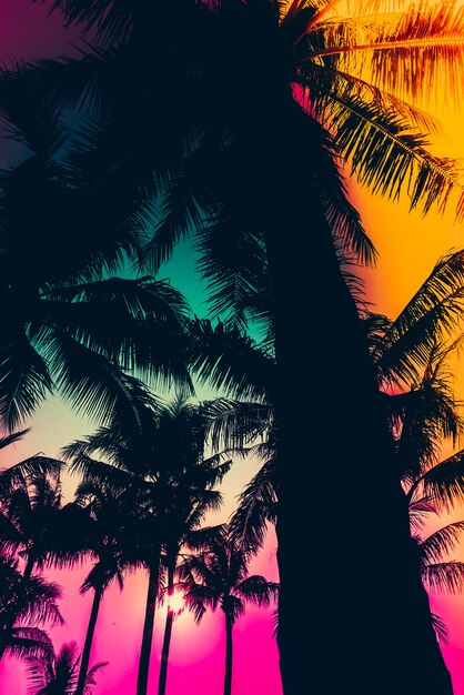 Silhouette of palm trees with colorful sky