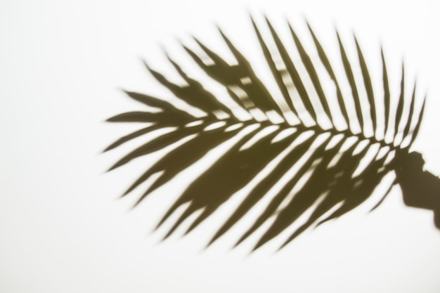 Free photo silhouette of a person's hand holding palm leaf on white backdrop