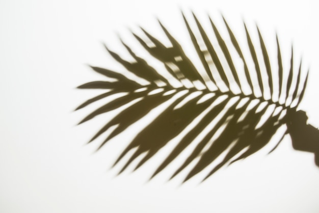 Silhouette of a person's hand holding palm leaf on white backdrop